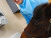 universite-poney-4
