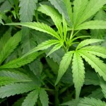 Arrêtée après avoir déclaré le vol de ses plants de marijuana