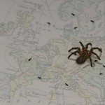 1000 araignées retrouvées dans les bagages d’un touriste
