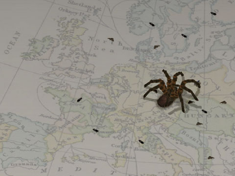 1000 araignées retrouvées dans les bagages d’un touriste