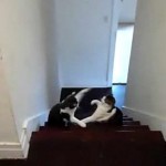Un match de boxe entre 2 chats (VIDEO)