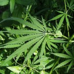 Vendant de la drogue au porte-à-porte, il tombe sur un policier 