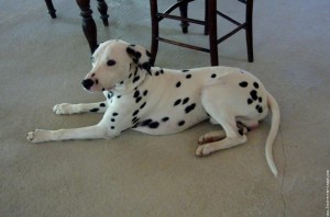 dalmatien