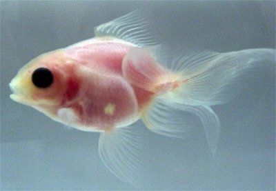 japanese goldenfish transparent