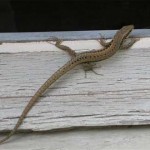 Un homme arrêté avec des lézards dans le slip