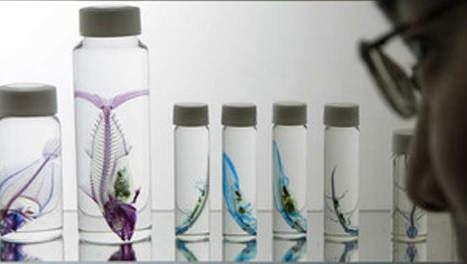 poisson rouge transparent