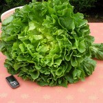 Un homme trouve un téléphone dans un sachet de salade sous vide