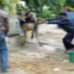 Un vache met un double high-kick à un homme (VIDEO)
