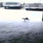 Piège à chats en Arabie Saoudite (VIDEO)