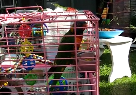 perroquet qui imite sonneries