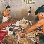 Le chien et le chat interdits dans les assiettes en chine ?