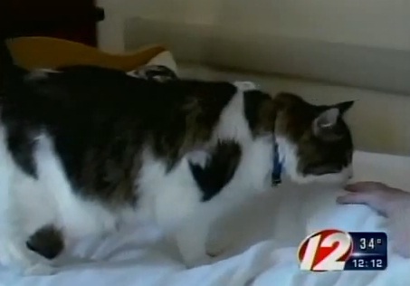 oscar le chat oscar le chat