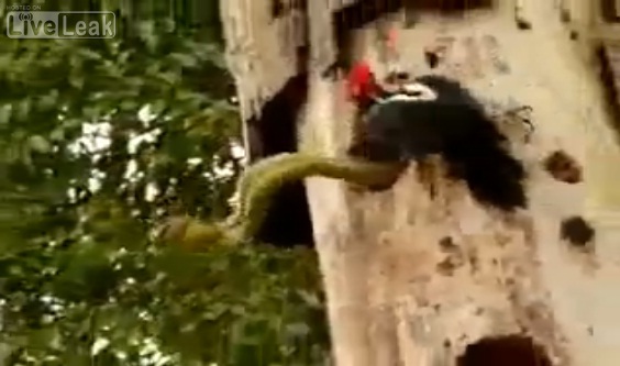 Serpent contre Oiseau