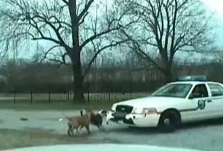 chien vs voiture police chien vs voiture police