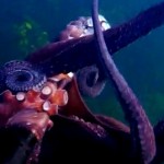 Il se fait voler sa caméra par une pieuvre (VIDEO)