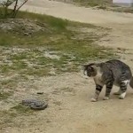 Combat entre un chat et un serpent (VIDEO)
