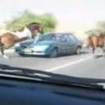 Un cheval tente de sauter par dessus une voiture (VIDEO)
