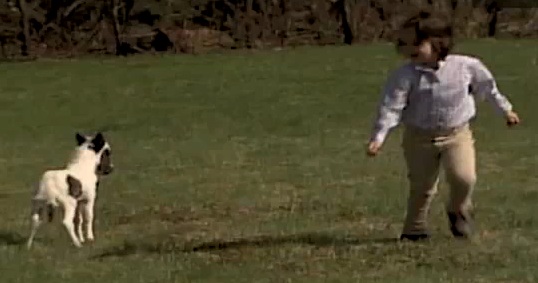 Le plus petit cheval du monde