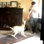 Chiens vs vuvuzela (VIDEO)