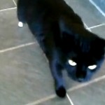 Oscar, le premier chat bionique (VIDEO)