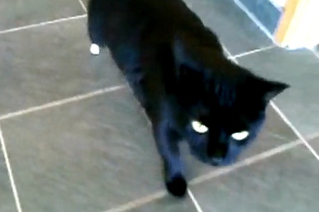 Oscar, le premier chat bionique (VIDEO)