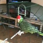 Le perroquet qui imite parfaitement les vuvuzelas (VIDEO)
