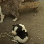Une chatte donne naissance à un chiot ! (VIDEO)