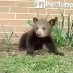 Un ourson allergique éternue sans pouvoir s&rsquo;arrêter (VIDEO)