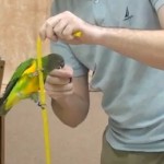 Un perroquet dressé à merveille détient un record du monde (VIDEO)