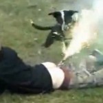 Un chien plus con que son maître (VIDEO)