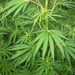 France : Il brûle 5 kilos de cannabis pour les faire disparaître et… s&rsquo;évanouit