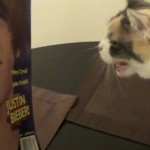 Le chat qui déteste Justin Bieber (VIDEO)