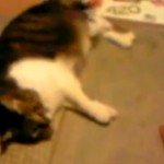 Comment tuer un chat ? (VIDEO)