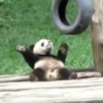 Un bébé panda qui a le rythme dans la peau (VIDEO)