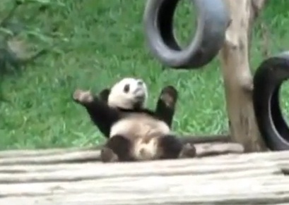 panda dance