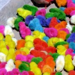 Poussins multicouleurs vendus au marché (VIDEO)