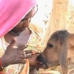 Une indienne allaite un veau orphelin (VIDEO)