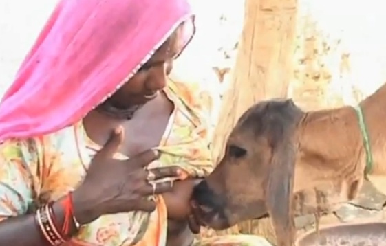 Une indienne allaite un veau orphelin (VIDEO)