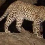 Choc : un leopard tue un babouin et adopte ensuite son bébé (VIDEO)