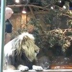 Un employé de zoo se fait attaquer par un lion (VIDEO)