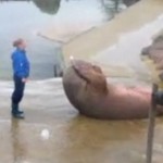 Un morse fait des abdos (VIDEO)
