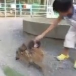 Un petit singe fait du sanglier (VIDEO)