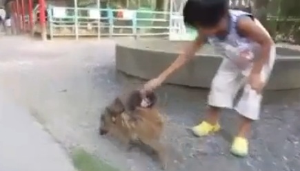 Un petit singe fait du sanglier (VIDEO)