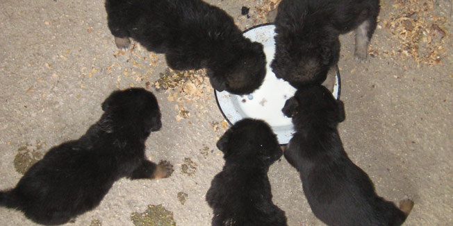 chiots jetés dans l'eau 2
