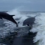 Collision entre deux dauphins (VIDEO)