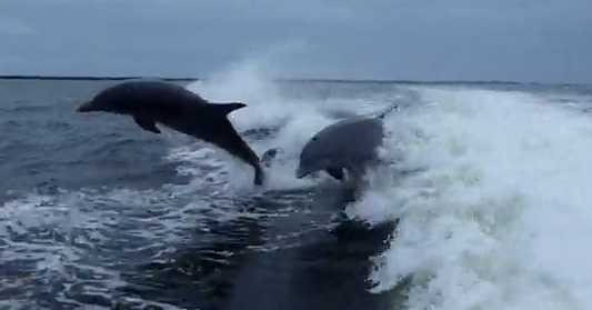Collision entre deux dauphins (VIDEO)