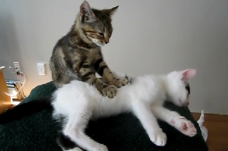 Massage de chaton (VIDEO)