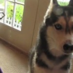 Il auto tune son chien (VIDEO)
