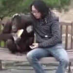 Il vole le goûter d’un orang-outan (VIDEO)