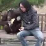 Il vole le goûter d&rsquo;un orang-outan (VIDEO)